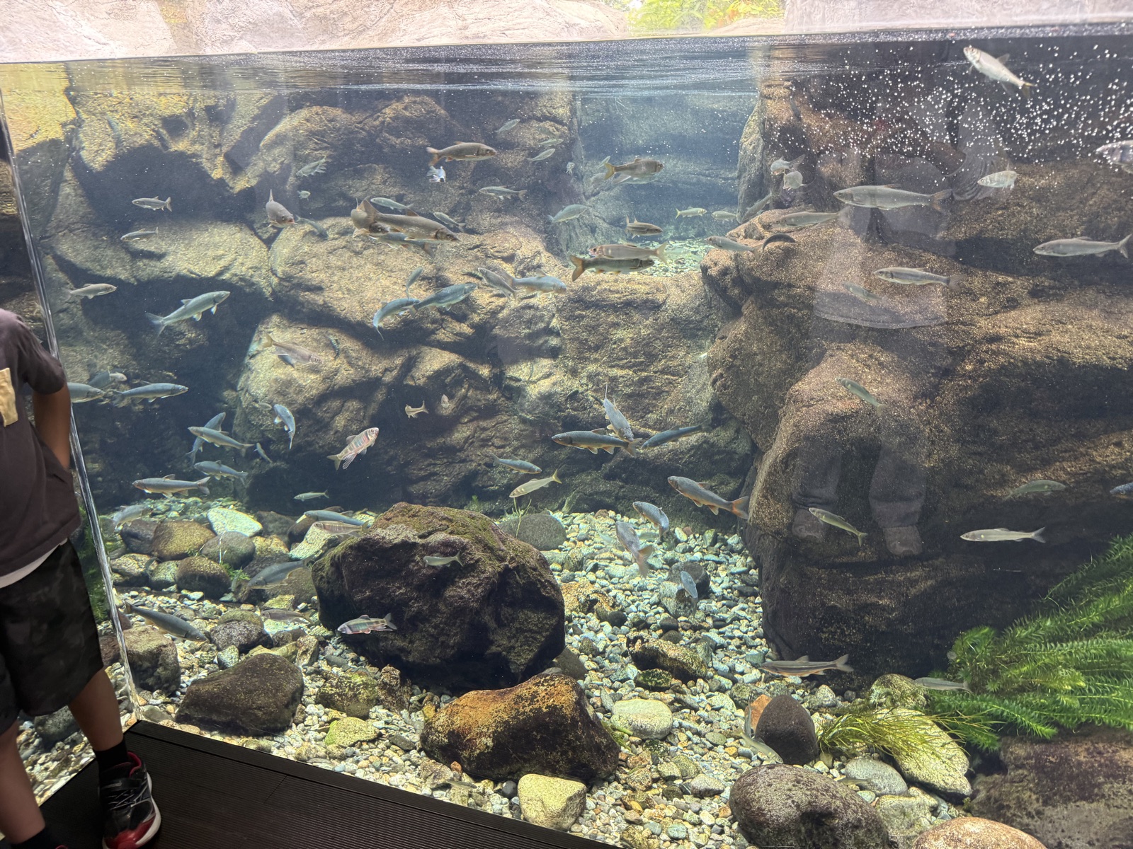 なかがわ水遊園のおもしろ魚館内