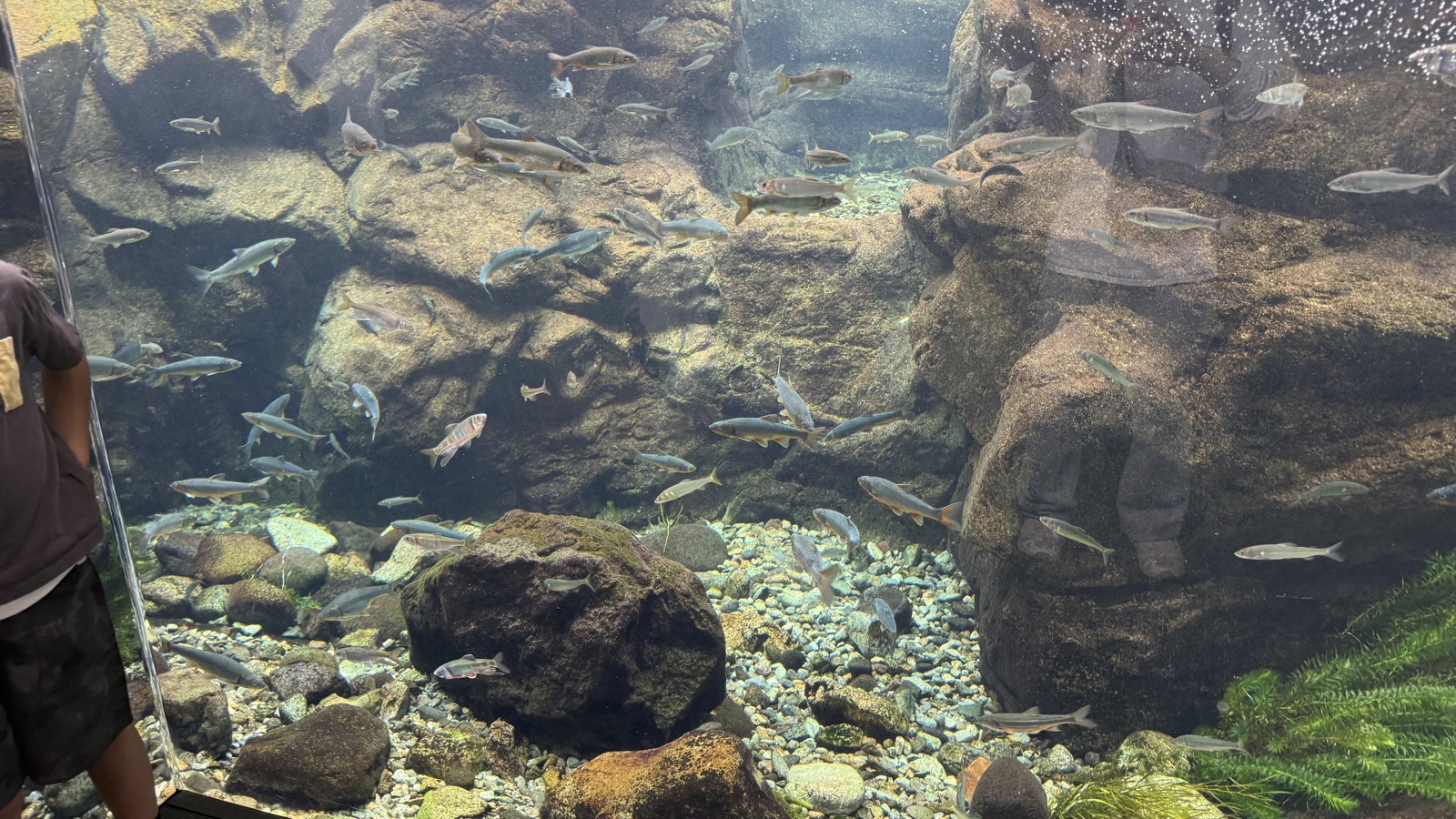 なかがわ水遊園周辺の芝生広場