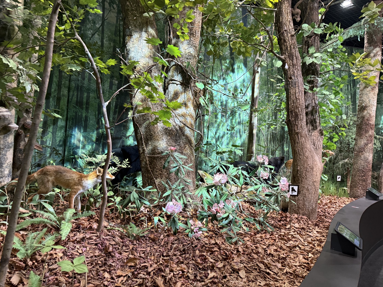 栃木県立日光自然博物館の現地写真1
