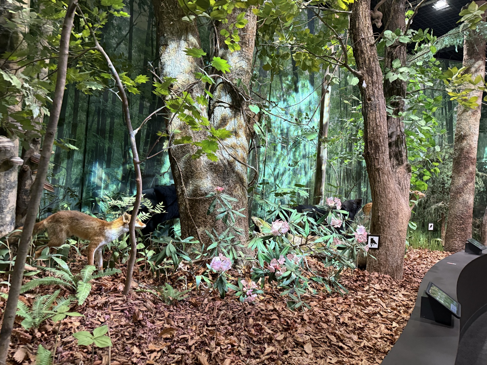 日光自然博物館