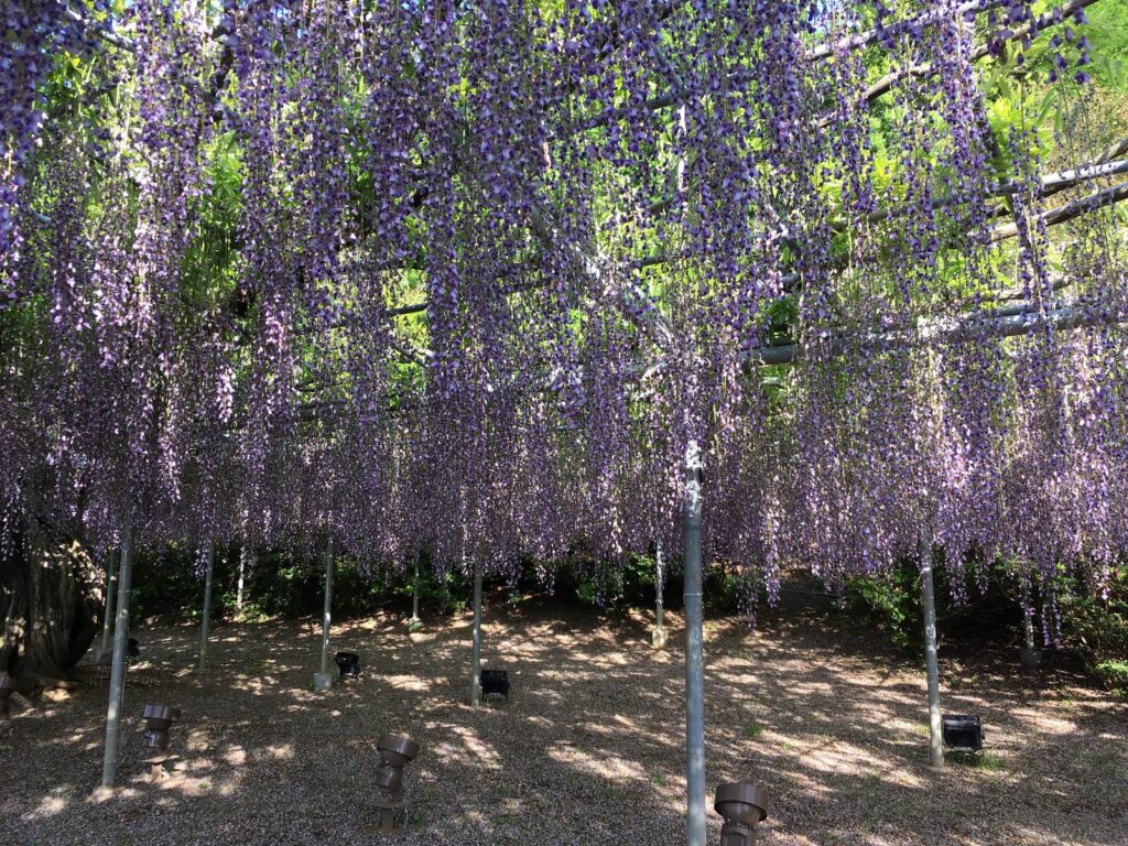 あしかがフラワーパークの現地写真