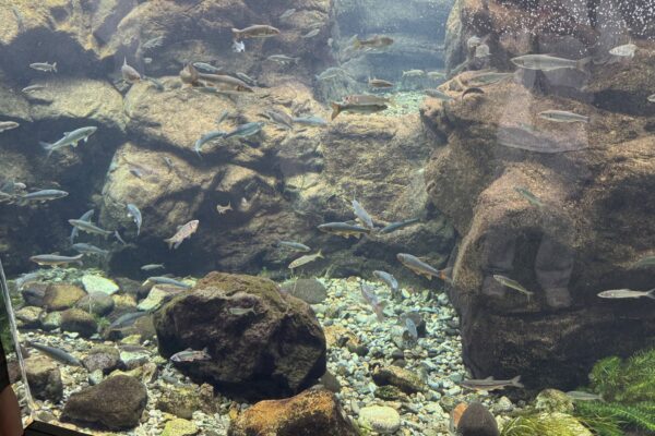 栃木県なかがわ水遊園 おもしろ魚館