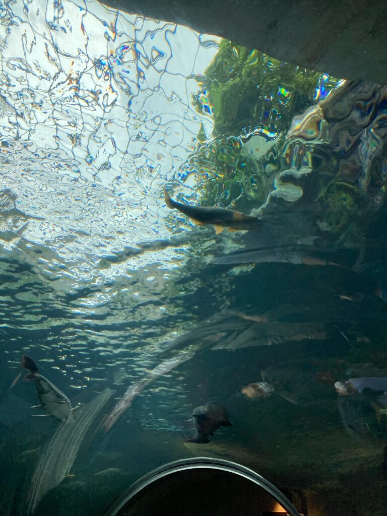 栃木県なかがわ水遊園 おもしろ魚館の現地写真