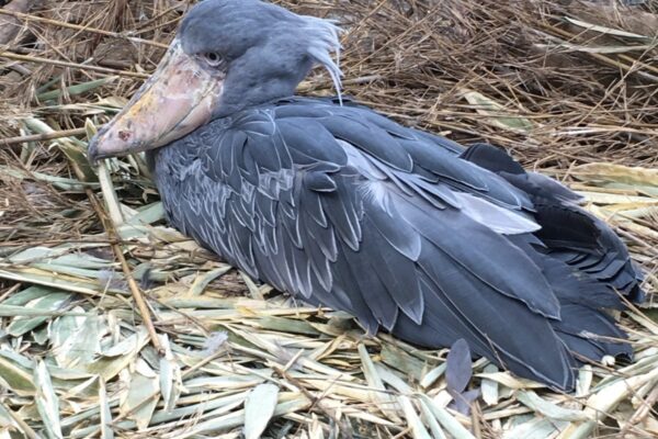 那須どうぶつ王国