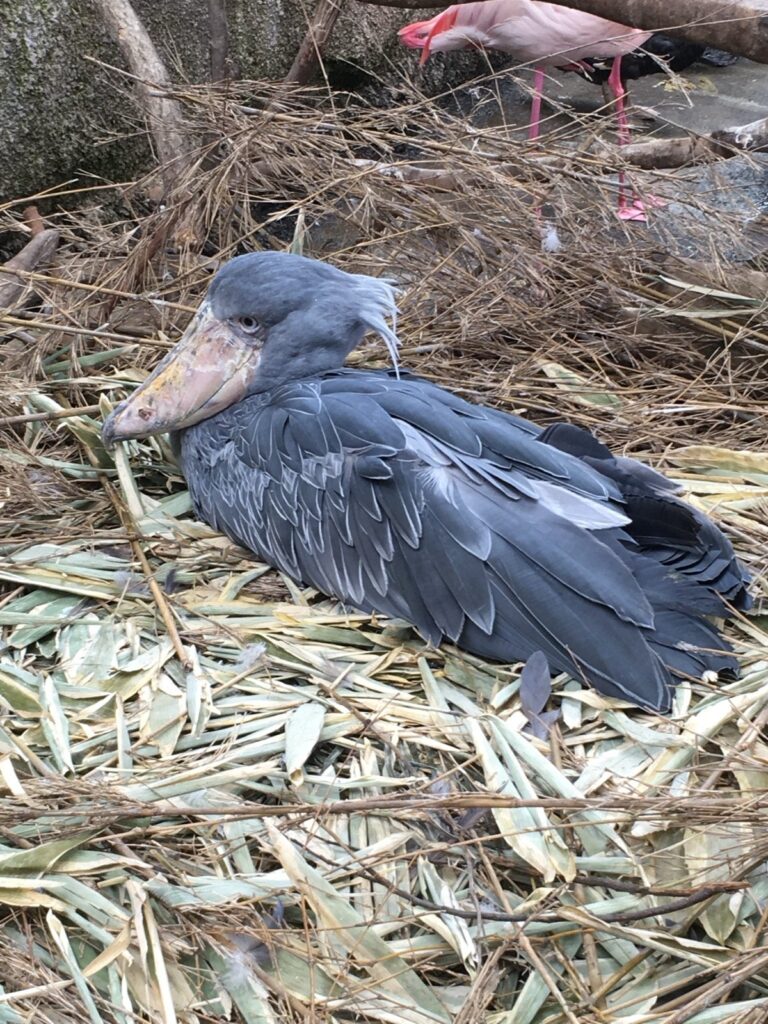 那須どうぶつ王国の現地写真